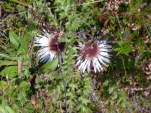 Silberdisteln im Herbst